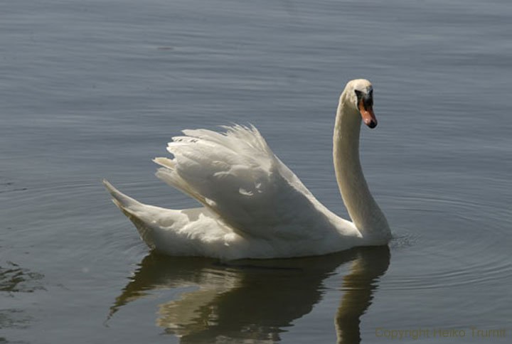 Schwan_im_Olympiapark