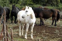 Camarque-Pferd