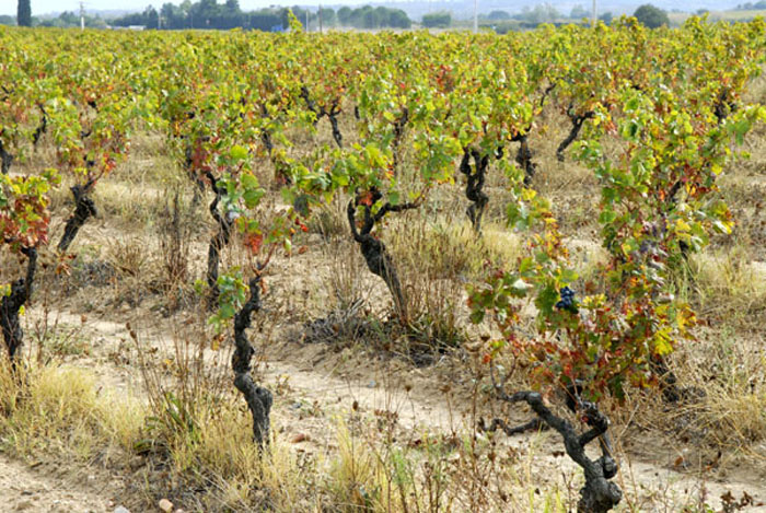 Biologischer Weinanbau