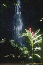 13.Faarumai-Wasserfall Tahiti