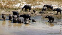 Water_Buffalos