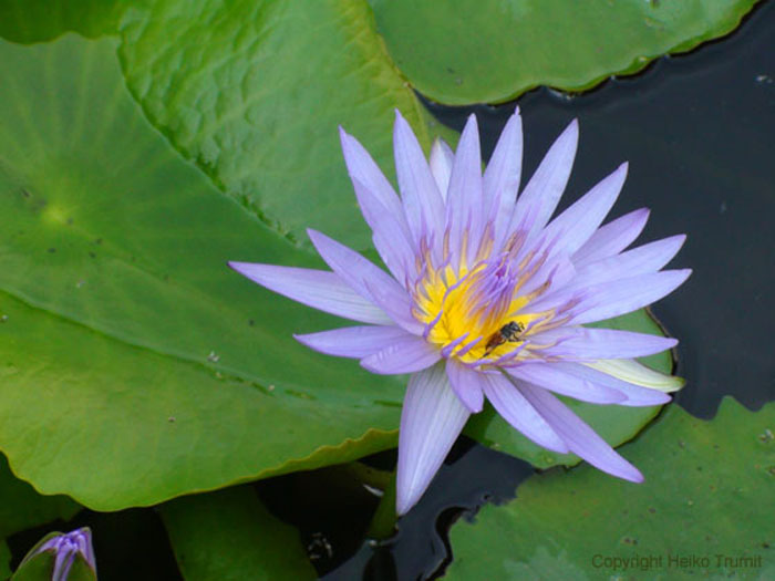 Lotus_Flower