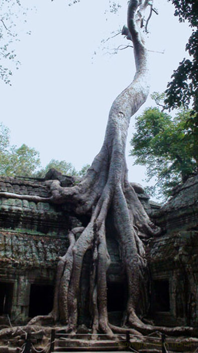 Wat-Ta_Prohm-04