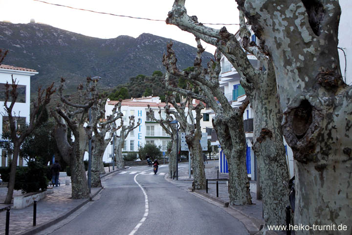 Z045.Platanengerippe Cadaques