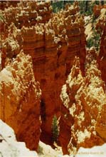 18.Bryce Canyon.Navajo Trail