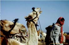 12.Bruellendes Kamel