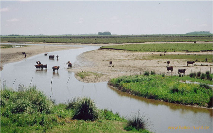 26.Rinder, Pampas vor Mar del Plata