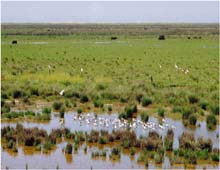 27.Flamingos, Reiher, Moeven,  vor Mar del Plata