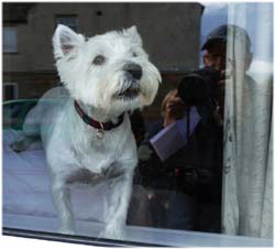 617.West Highland Scottish Terrier