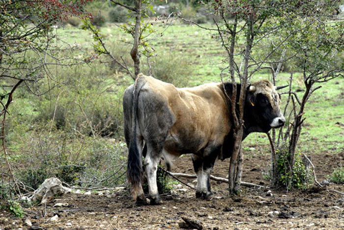 1 Stier fuer 80 Kuehe