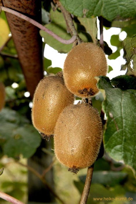 Kiwis