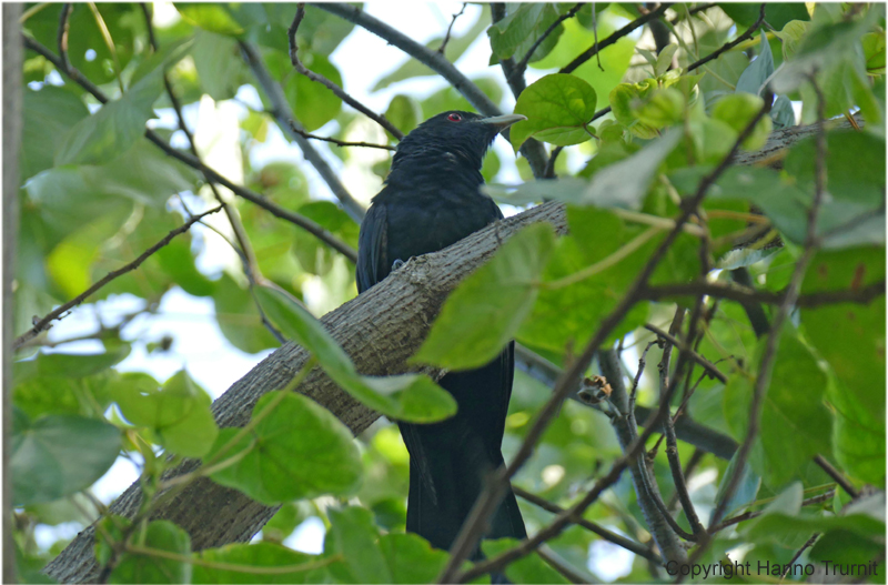 M236.Schreivogel