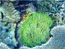 Seeanemone mit Nemo