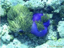 Seeanemone