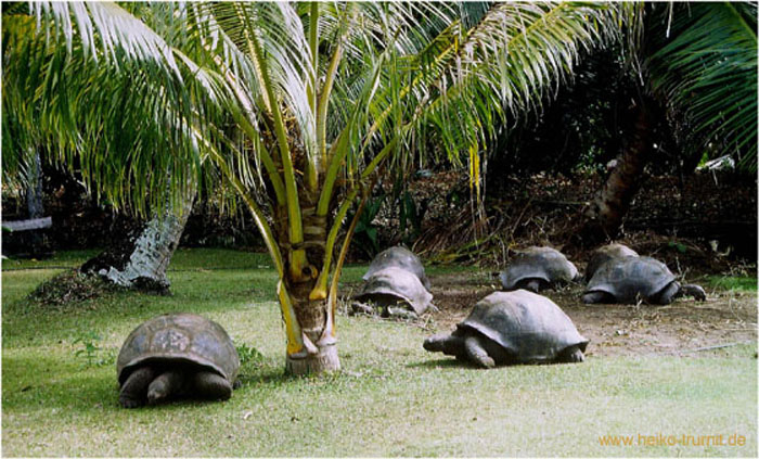 28.Schildkroeten auf Isle Curieuse 