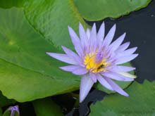 Lotus_Flower