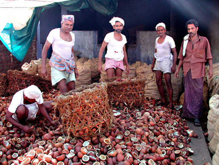 Copra in Calicut