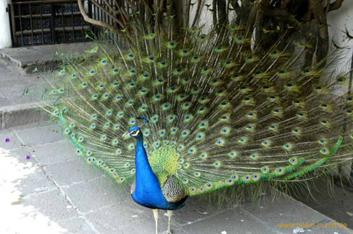 Pfau