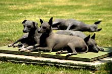 Xoloitzcuintles