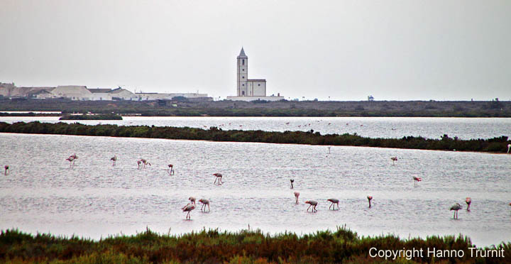 217.Flamingos Salinas de Acosta