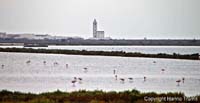 217.Flamingos Salinas de Acosta