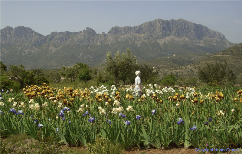 251.Jalon, Blumenpark vor der Sierra de Bernia