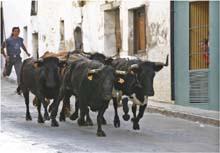 103.Benissa, las vacas vienen