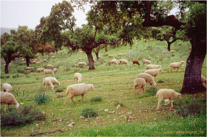 87.Steineichen-Haine Extremadura