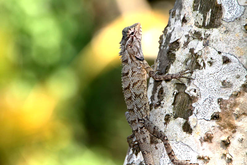 298.Leguan bei Ranga