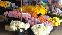 Flower-Market-02