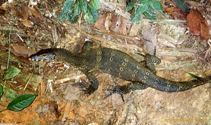 Monitor_Lizard