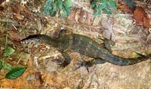 Monitor_Lizard