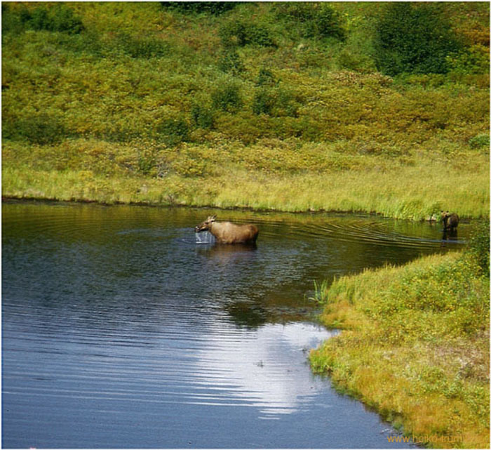 48.Elchkuh im Denali Park