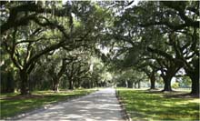 52.Allee Boone Plantation SC