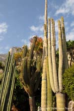 Exotischer_Garten