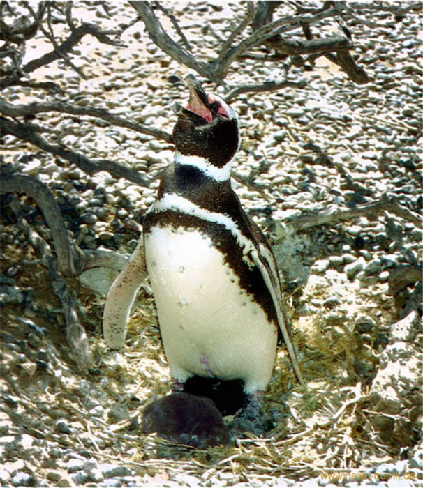 59b. Bruellender Pinguin