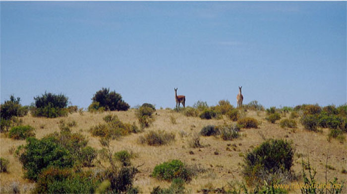 59f.Scheue, wilde Guanakos, Punta Tombo