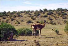 59j.Guanako mit Jungem bei Camarones