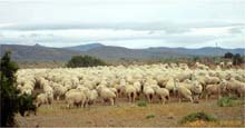 60e.Schafe, zur Schur zusammengetrieben, Chubut