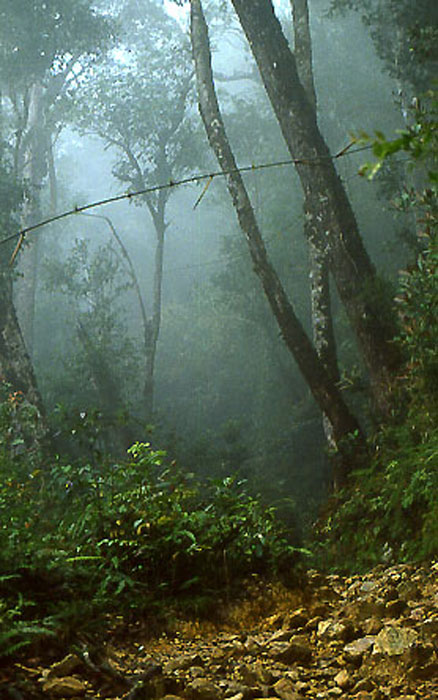 Mt.Kinabalu in Sabah