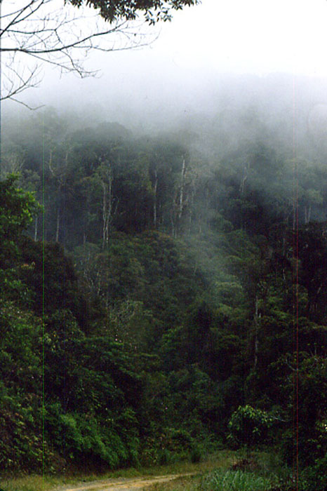 Mt.Kinabalu-03