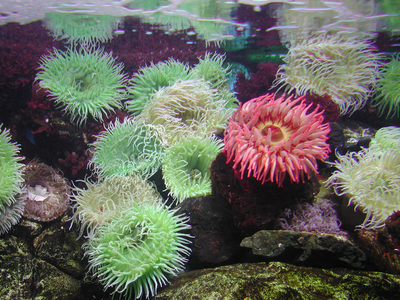 Aquarium im Parque dos Nacoes