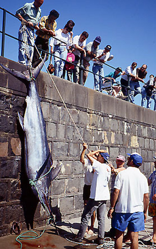 Fischfang auf Madeira