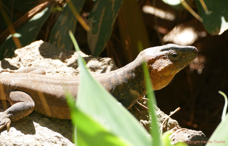 101.Leguan