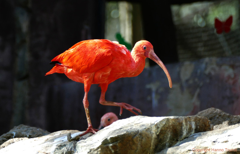 105.Roter Ibis