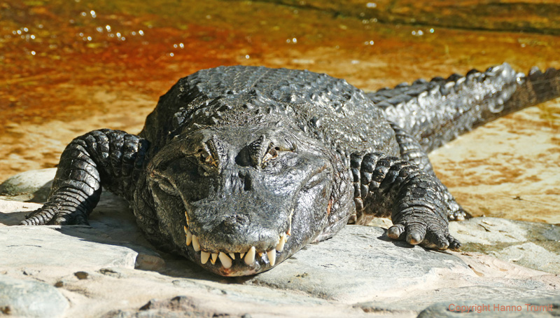 109.Alligator