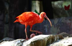 105.Roter Ibis