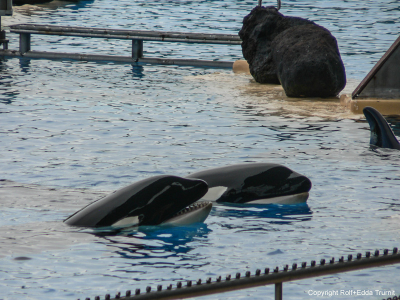 Loro Parque 3