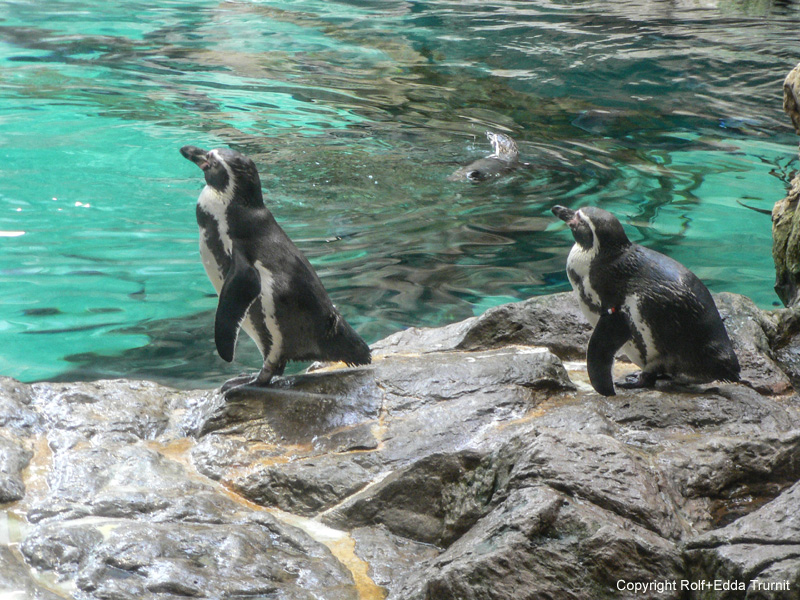 Loro Parque-1