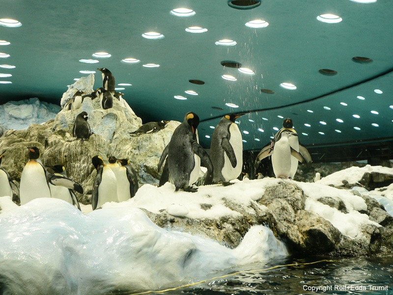 Loro Parque-2